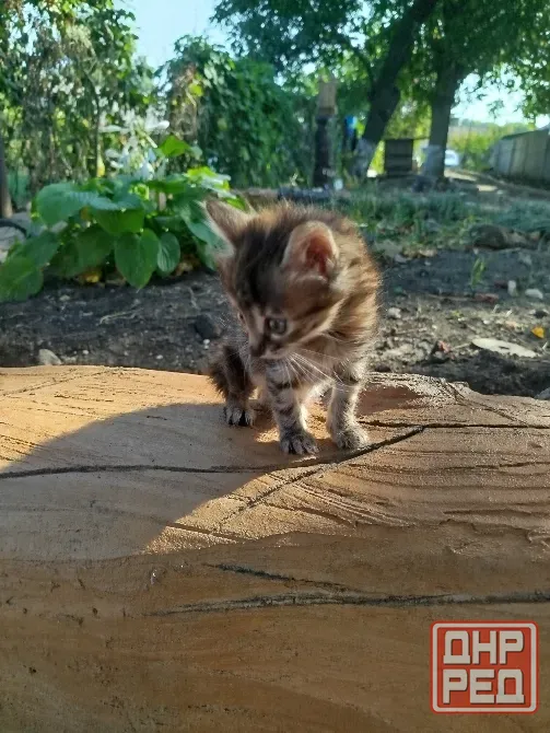 Котенок в добрые руки Донецк - изображение 2