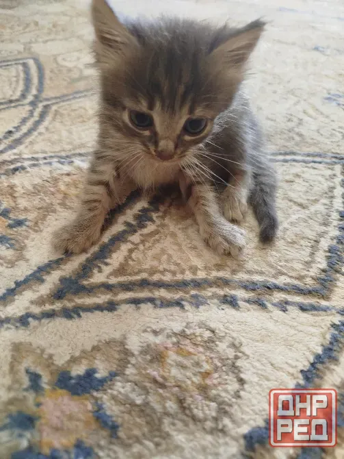 Котята в добрые руки Донецк - изображение 4