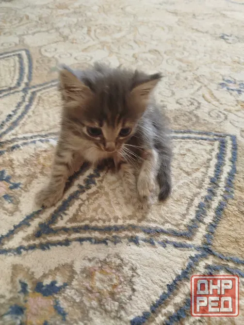 Котята в добрые руки Донецк - изображение 2