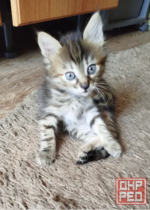 Котенок в добрые руки Донецк - изображение 4