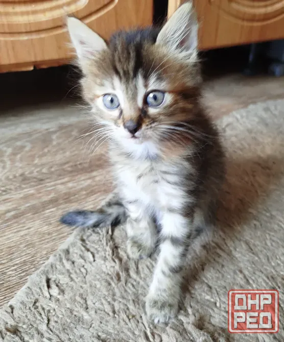 Котенок в добрые руки Донецк - изображение 1