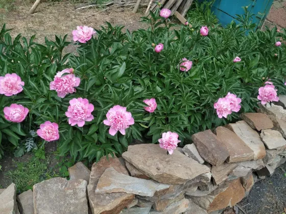 Пионы. Продам корни пионов. Снежное