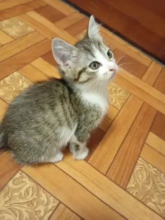 Отдам даром котят Гвардейка, Григорьевка Макеевка