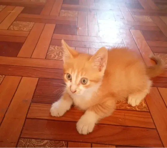 Отдам даром котенка Гвардейка, Григорьевка Макеевка