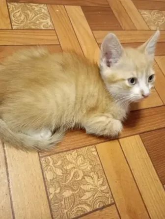 Отдам даром котенка Гвардейка, Григорьевка Макеевка