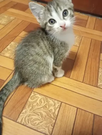 Отдам даром котят Гвардейка, Григорьевка Макеевка