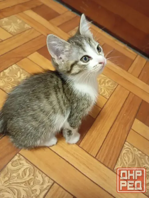 Отдам даром котят Гвардейка, Григорьевка Макеевка - изображение 3