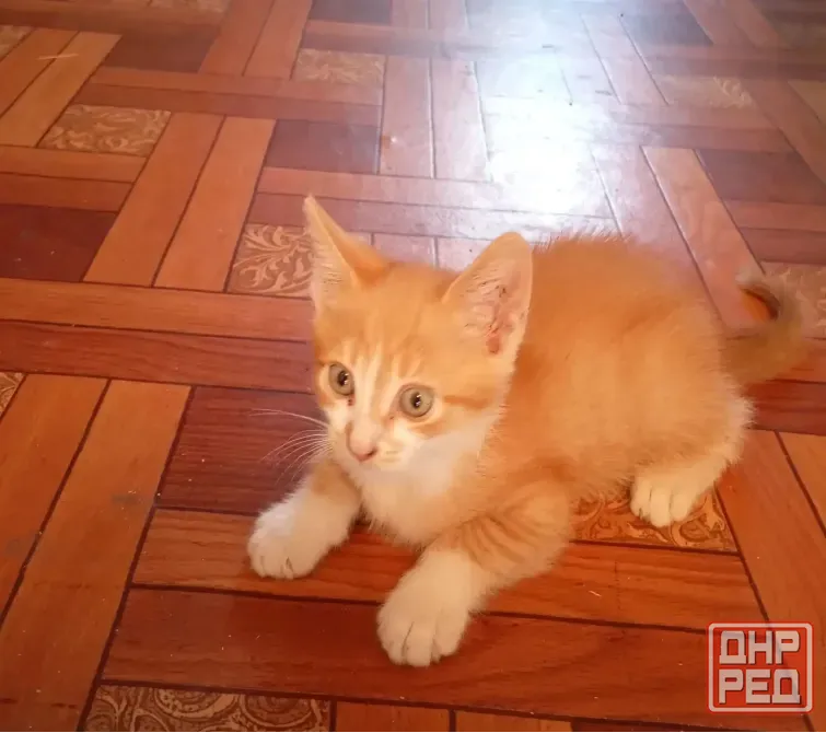 Отдам даром котенка Гвардейка, Григорьевка Макеевка - изображение 2