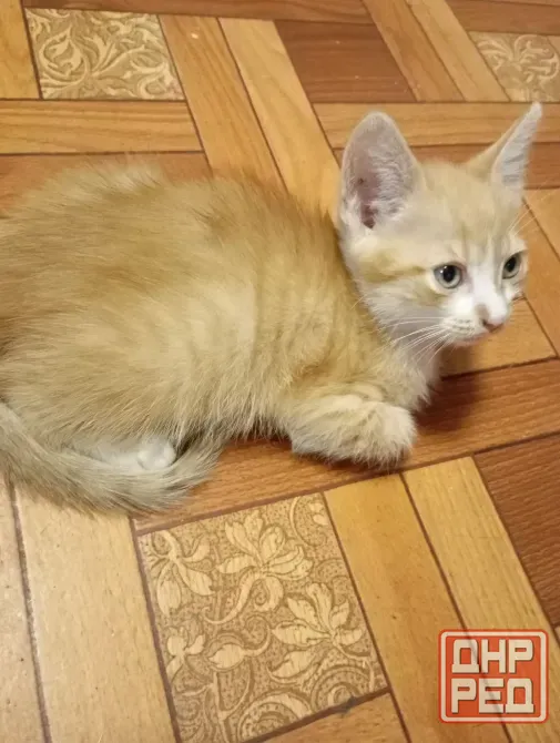 Отдам даром котенка Гвардейка, Григорьевка Макеевка - изображение 1