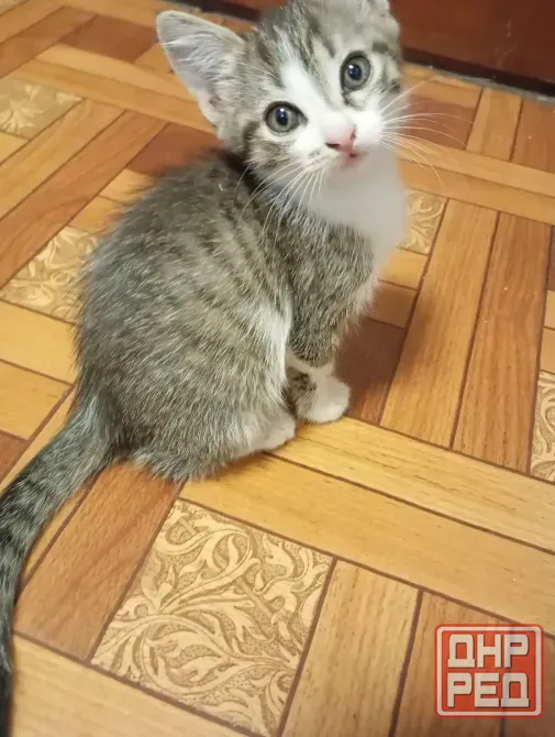Отдам даром котят Гвардейка, Григорьевка Макеевка - изображение 2