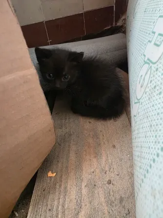 Отдам котят в добрые руки. Донецк