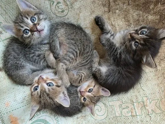 Отдам котят в добрые руки. Донецк