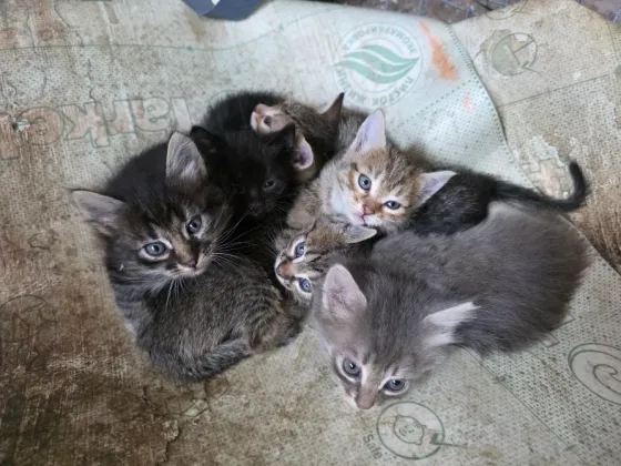 Отдам котят в добрые руки. Донецк