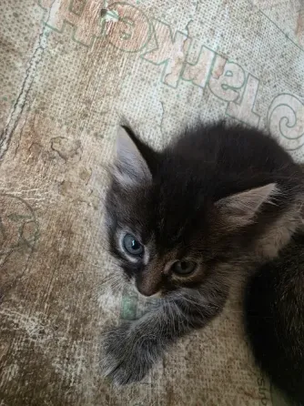 Отдам котят в добрые руки. Донецк