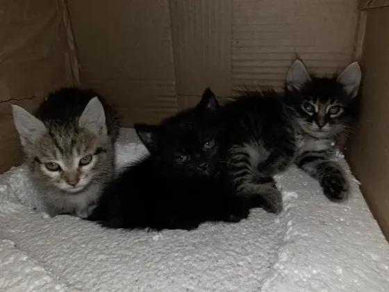 Отдам котят в добрые руки. Донецк