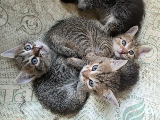 Отдам котят в добрые руки. Донецк