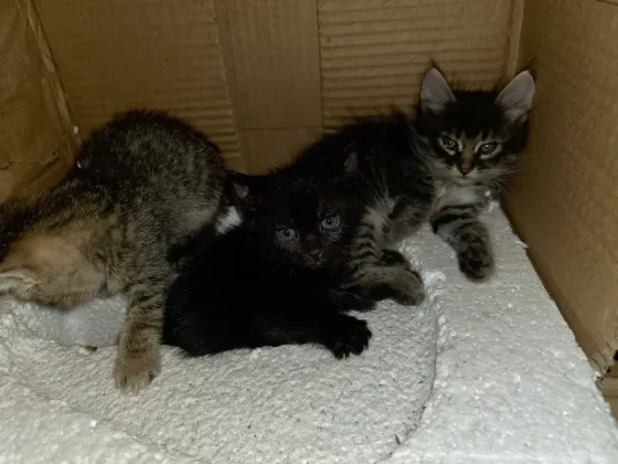 Отдам котят в добрые руки. Донецк