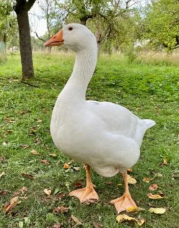Уральский белый гусь Донецк