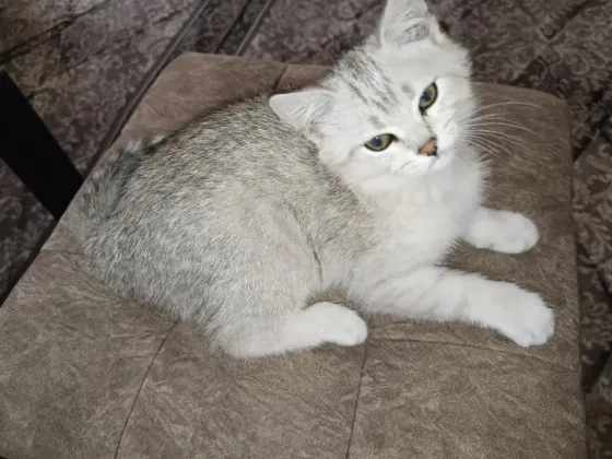 Шотландский котенок Макеевка