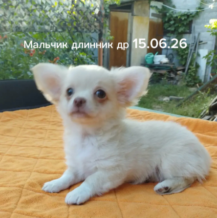 Щенки чихуахуа Донецк