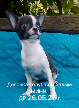 Щенки чихуахуа Донецк