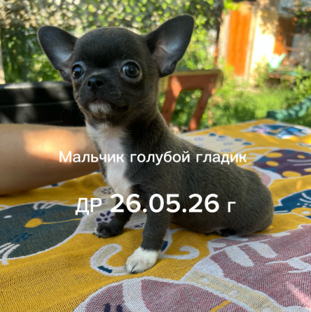 Щенки чихуахуа Донецк