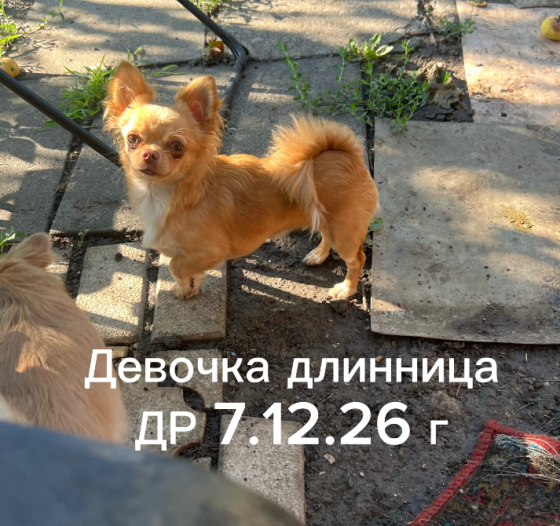 Щенки чихуахуа Донецк