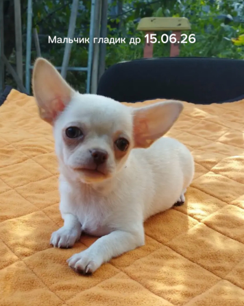 Щенки чихуахуа Донецк
