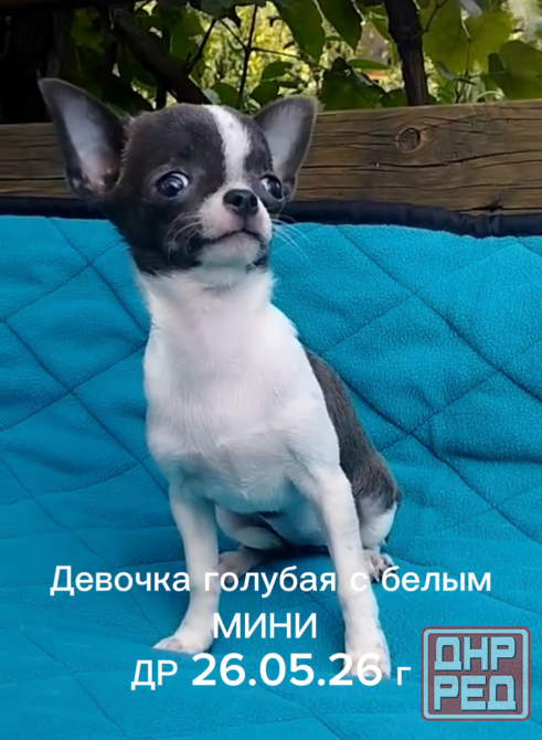 Щенки чихуахуа Донецк - изображение 1