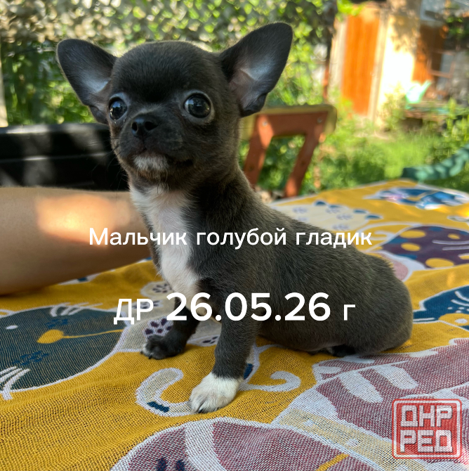 Щенки чихуахуа Донецк - изображение 5