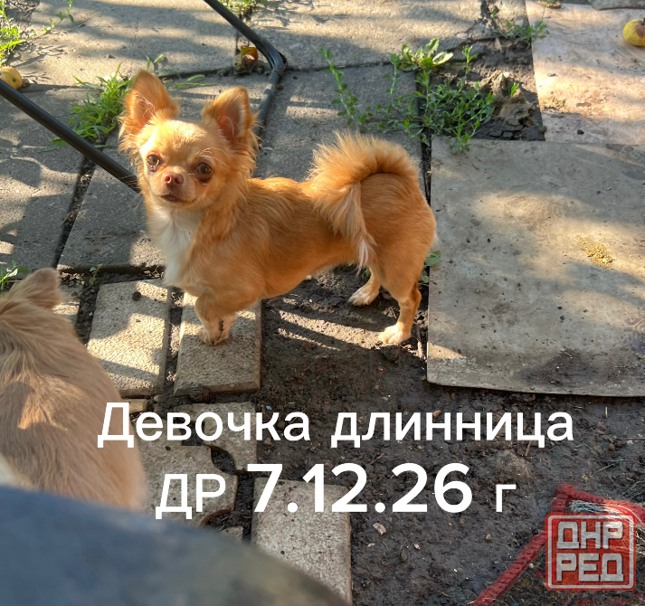 Щенки чихуахуа Донецк - изображение 4