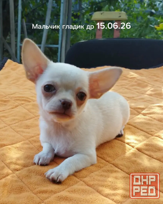 Щенки чихуахуа Донецк - изображение 3
