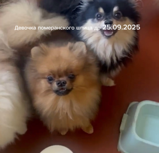 Девочка померанского шпица Донецк