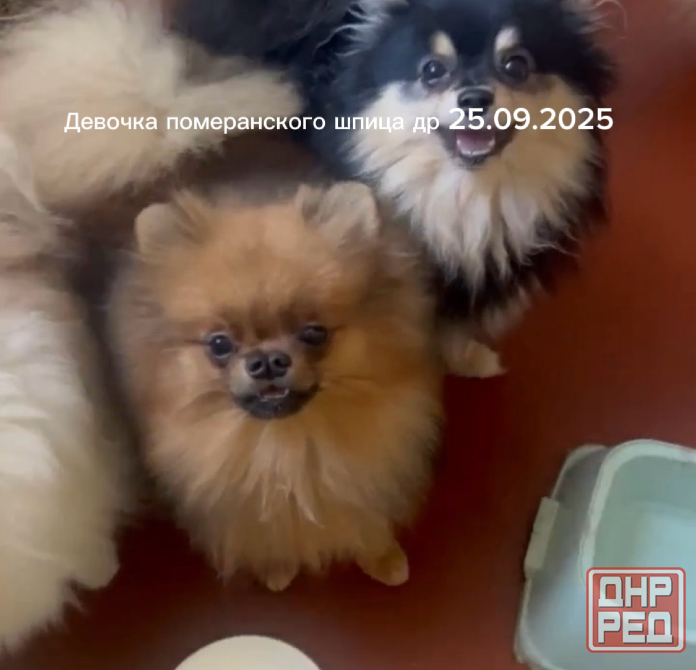 Девочка померанского шпица Донецк - изображение 1
