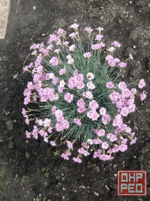 Многолетники. Гвоздика зкс, плющ зкс, саженцы роз зкс, ромашка садовая, юкка 2-3летки, овсяница зкс. Донецк - изображение 1