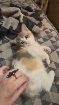 Котята метисы с шотландской вислоухой шиншиллой. Донецк
