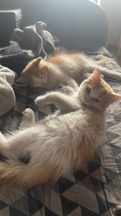 Котята метисы с шотландской вислоухой шиншиллой. Донецк