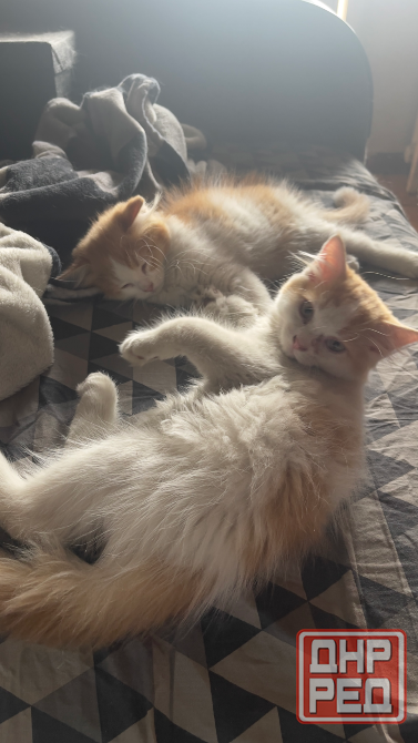 Котята метисы с шотландской вислоухой шиншиллой. Донецк - изображение 5