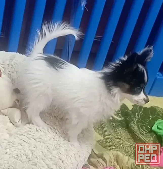 Щенок Папийон Донецк - изображение 3