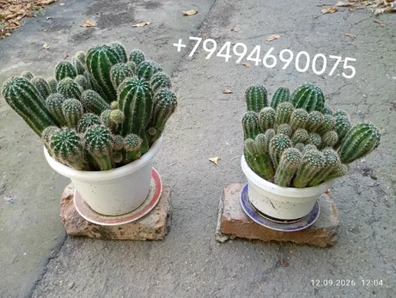 Продам 2 куста кактусов. Донецк