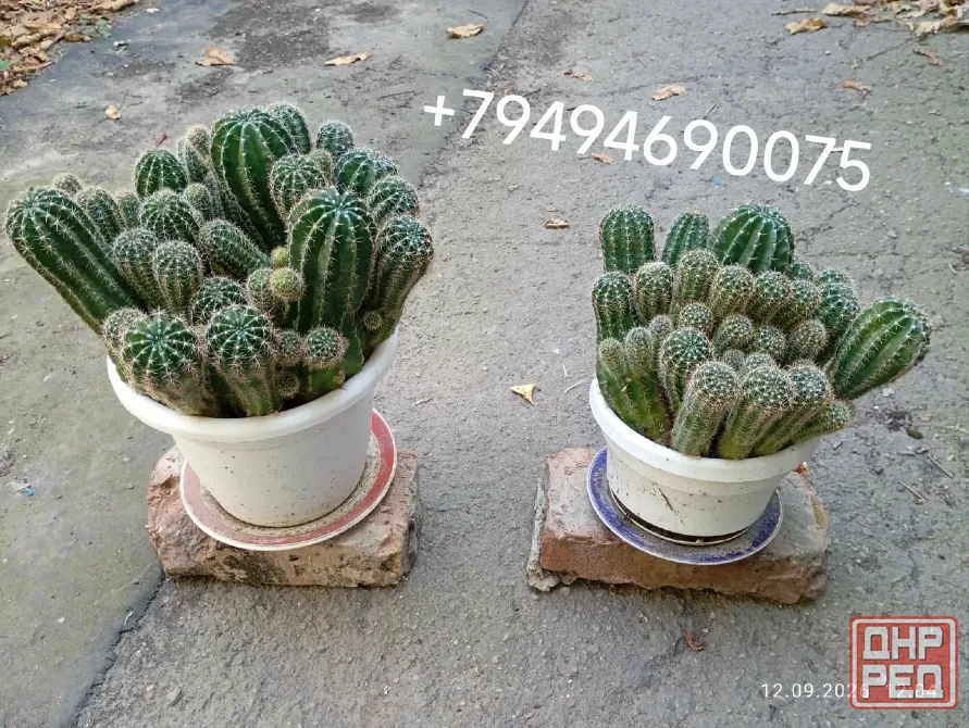 Продам 2 куста кактусов. Донецк - изображение 1