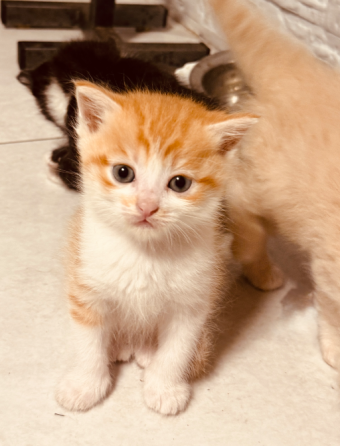 Отдам котят Донецк