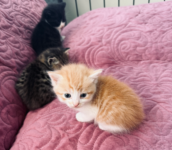 Отдам котят Донецк