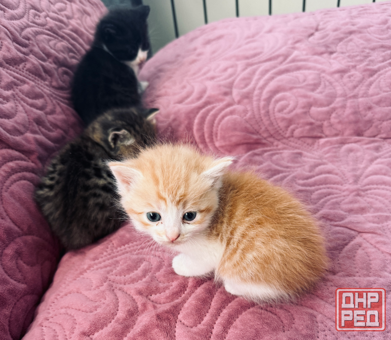 Отдам котят Донецк - изображение 1