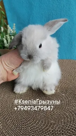 Декоративные кролики милые малыши Донецк