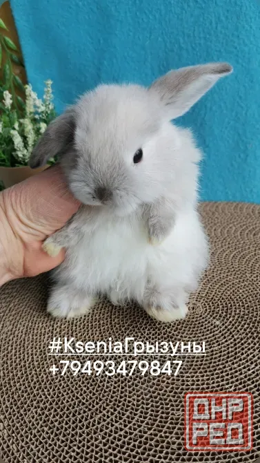 Декоративные кролики милые малыши Донецк - изображение 5