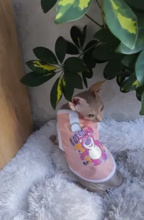 Канадский сфинкс Донецк
