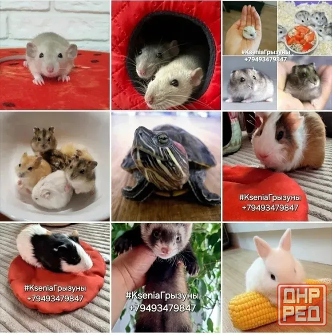 Крыски Дамбо Рекс Сфинкс Стандарт ручные малыши Донецк - изображение 8