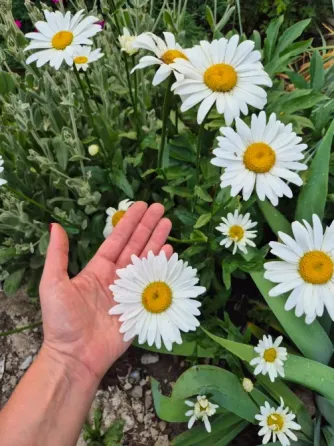 Саженцы Армерия, ромашка, купена, аптения, хоста Донецк