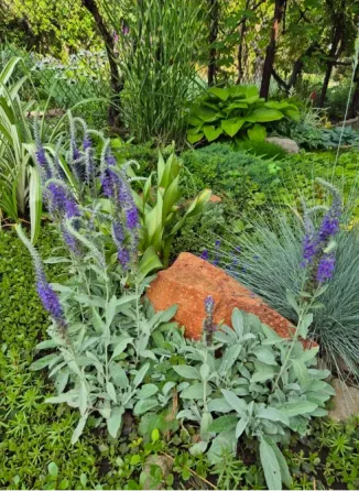 Саженцы Армерия, ромашка, купена, аптения, хоста Донецк